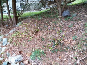 Hydrangea after pruning