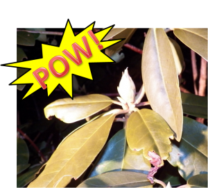 Rhododendron Bud