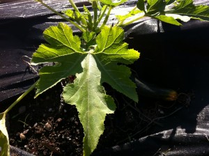 Zucchini with a bit of fungus