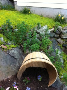 Apple Mint behind the Barrel